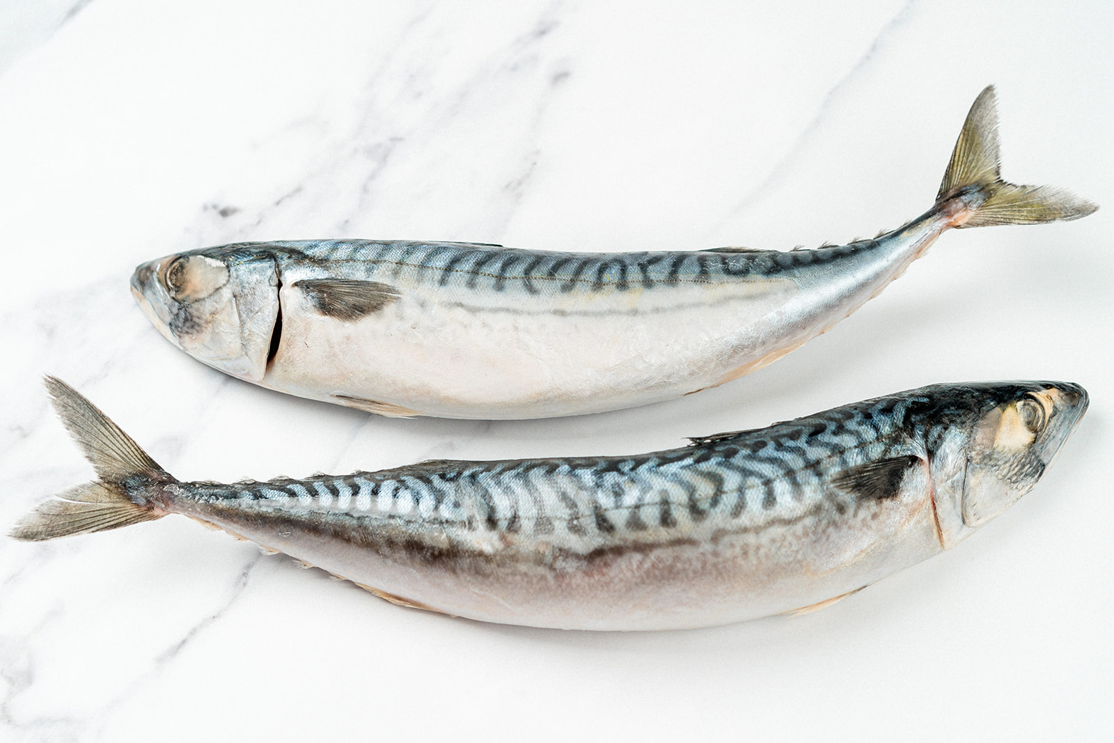 Mackerel