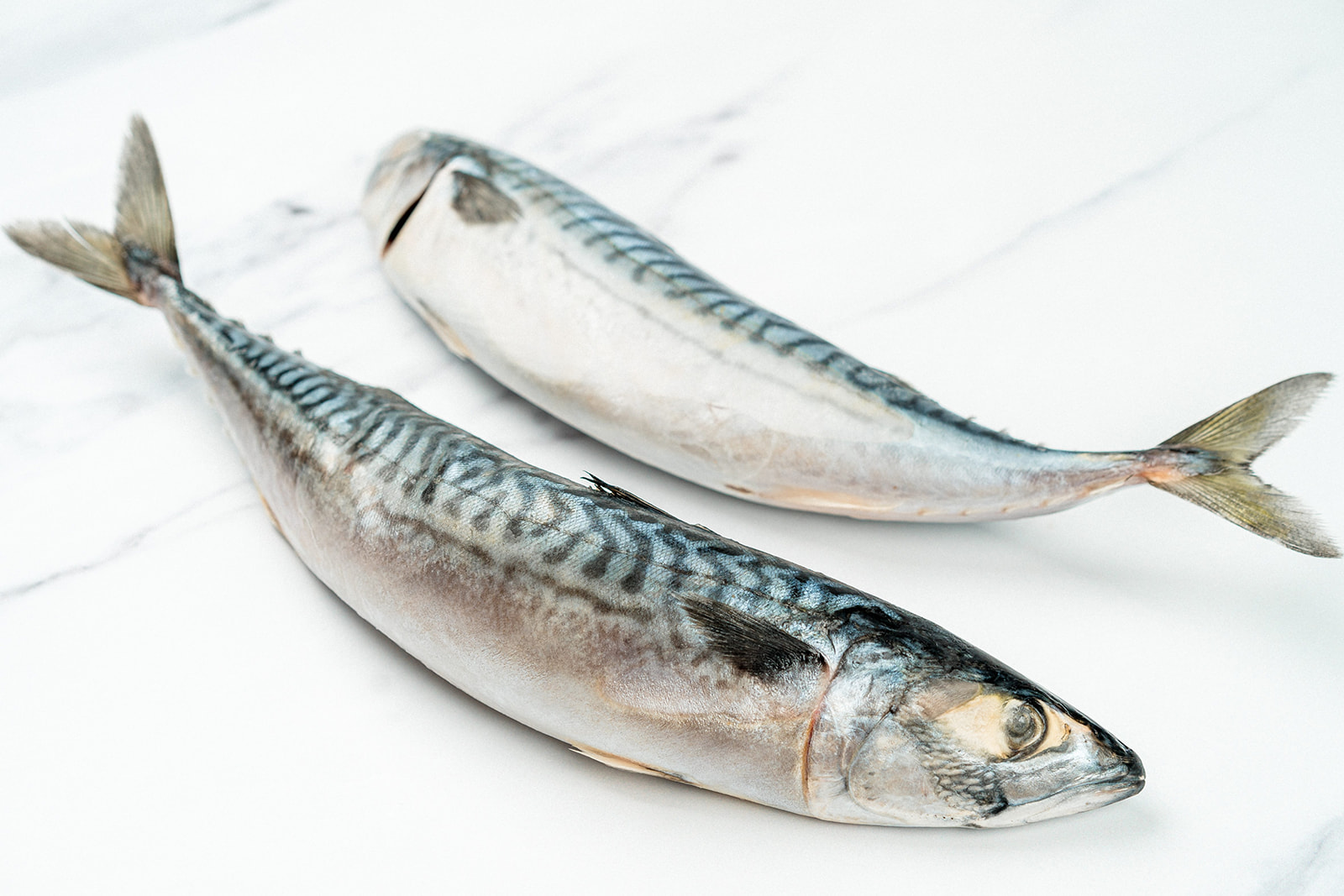 A & J Audhali Mackerel